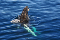 Humpback whale near the Danger Islands