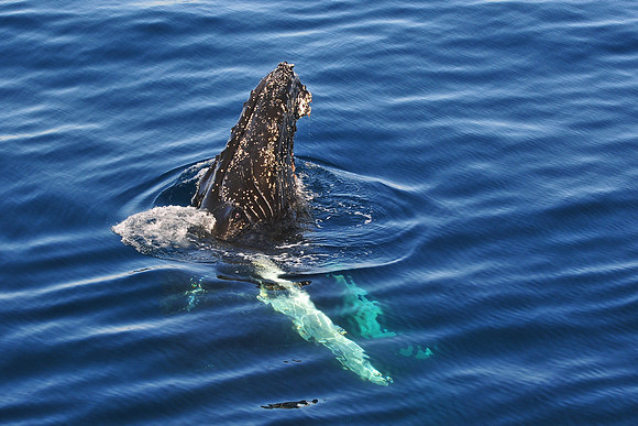Humpback whale near the Danger Islands