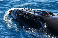 Humpback whale near the Danger Islands