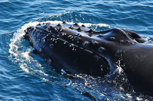 Humpback whale near the Danger Islands