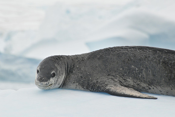 Leopard seal, Cierva Cove