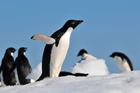 Adelie penguins on an iceberg near Paulet Island