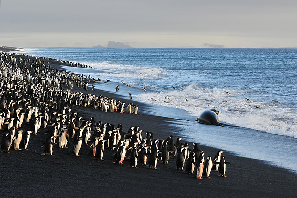 Chinstrap penguins and elephant seal, Baily Head, Deception Island