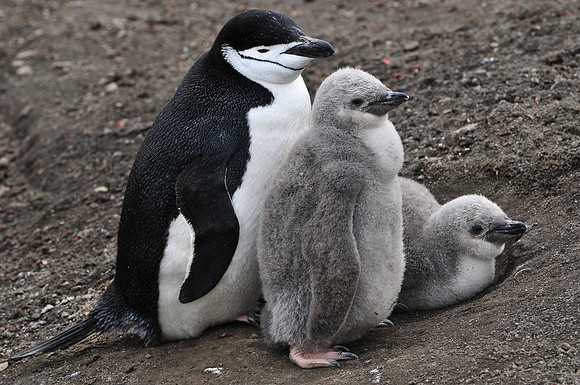 Chinstrap penguin and chicks, Baily Head, Deception Island