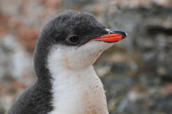 Gentoo penguin chick, Hannah Point, Livingston Island