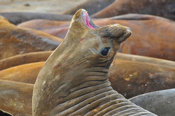 Elephant seal, Hannah Point, Livingston Island