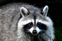 Toronto Wildlife