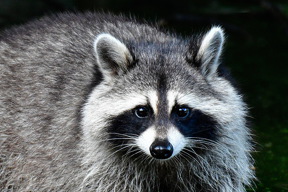 Raccoon