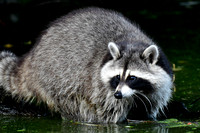 Raccoon