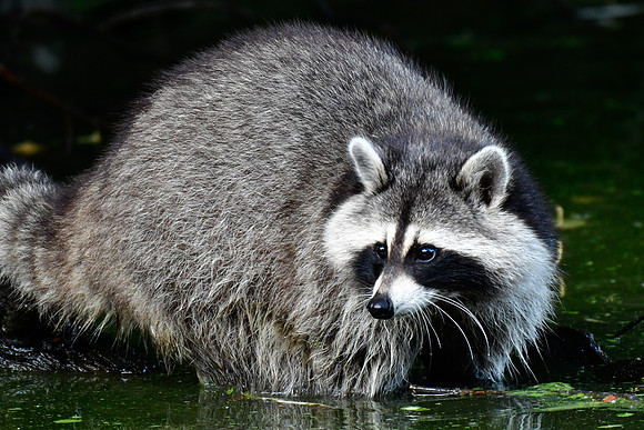 Raccoon