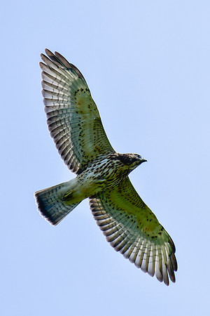 Broad-winged hawk above Mont Chaudron