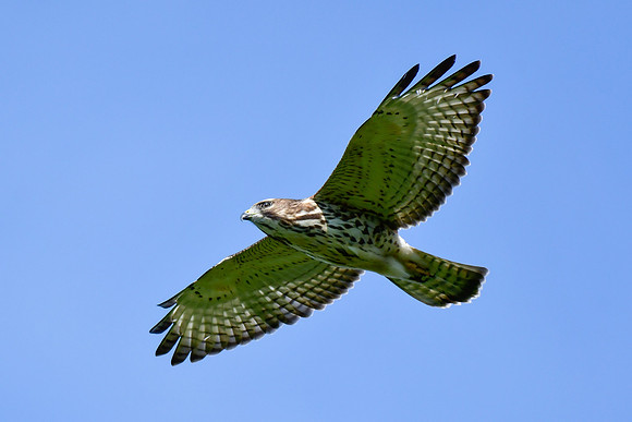Broad-winged hawk above Mont Chaudron