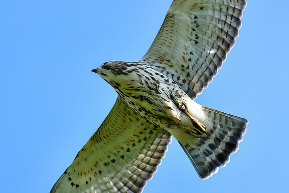 Broad-winged hawk above Mont Chaudron