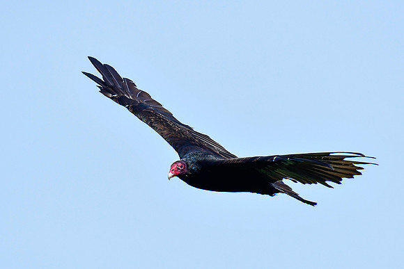 Turkey vulture above Mont Chaudron