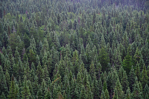 The forest southeast of Lac Patrice from the viewpoint on the Sentier L'Élan, Parc d'Aiguebelle