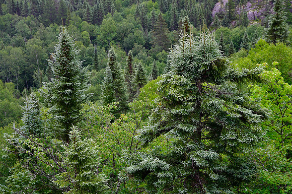 The forest southeast of Lac Patrice from the viewpoint on the Sentier L'Élan, Parc d'Aiguebelle