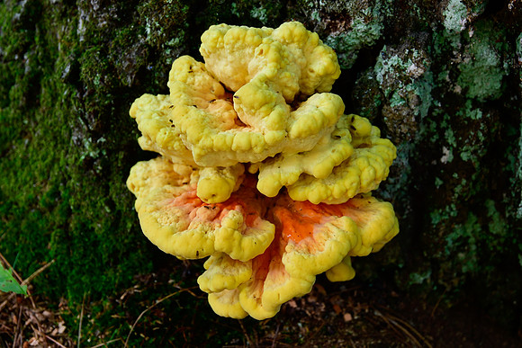 Bracket fungus, Parc d'Opémican