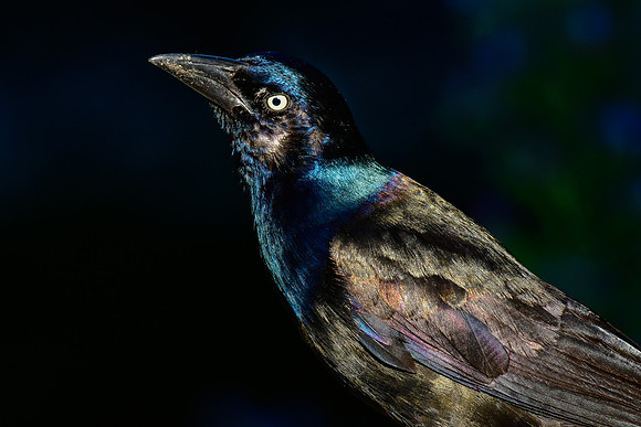 Common grackle