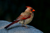 Northern cardinal (female)