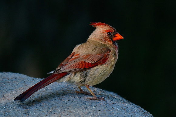Northern cardinal (female)