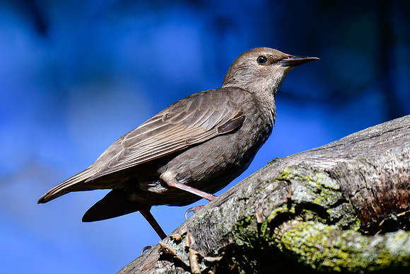 European starling (juvenile)