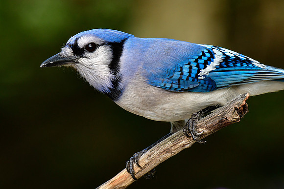 Blue jay