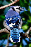 Blue jay