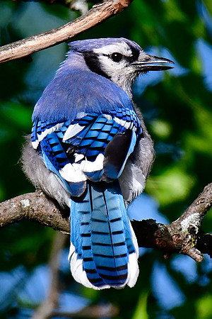 Blue jay