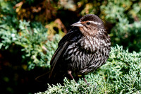 Red-winged blackbird (female)
