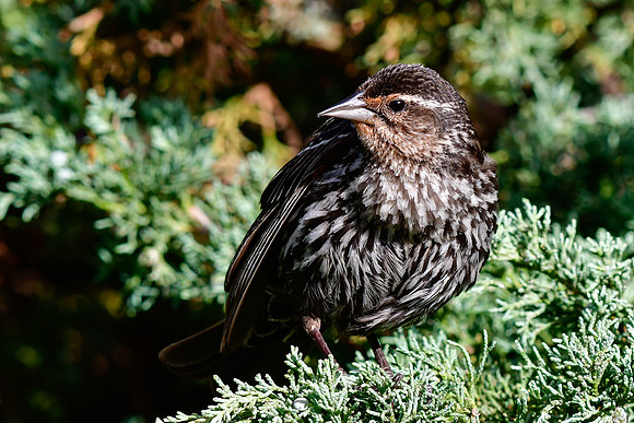 Red-winged blackbird (female)