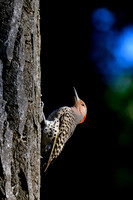 Northern flicker