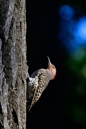 Northern flicker