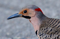 Northern flicker