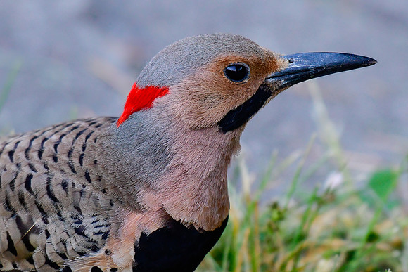 Northern flicker
