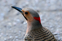 Northern flicker