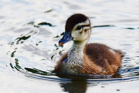 Wood duck, just a few days old