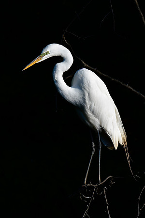 Great egret