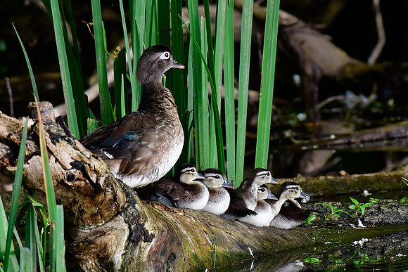 A female wood duck and part of her brood