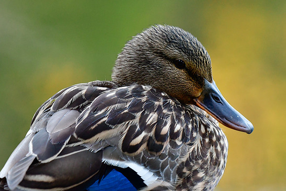 Mallard (female)