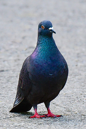 Rock pigeon