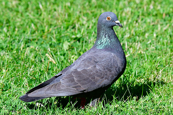 Rock pigeon
