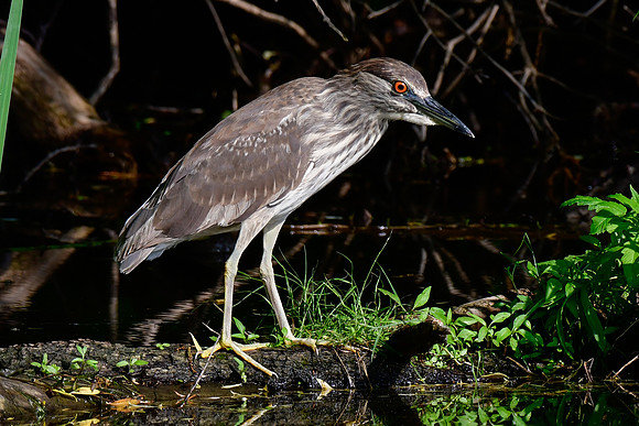 Black-crowned night heron (immature)