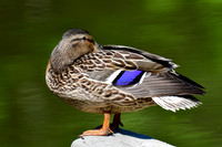 Mallard (female)