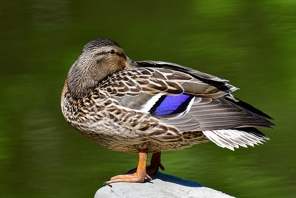 Mallard (female)
