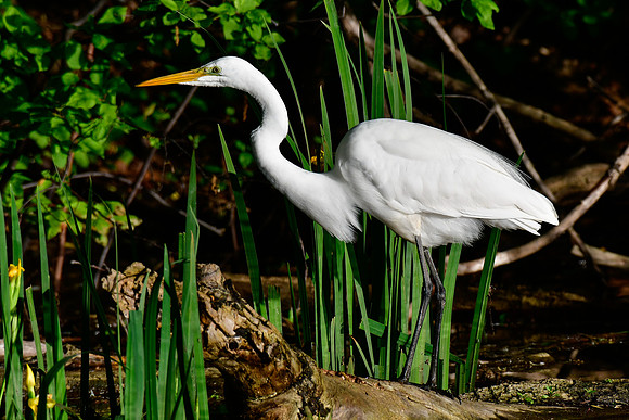 Great egret