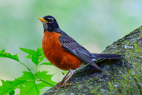 American robin