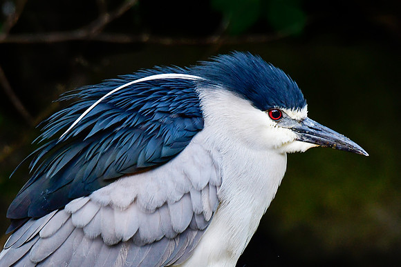 Black-crowned night heron
