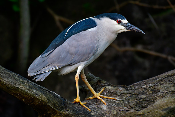 Black-crowned night heron