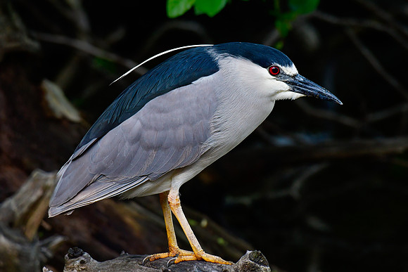 Black-crowned night heron