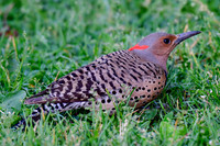 Northern flicker